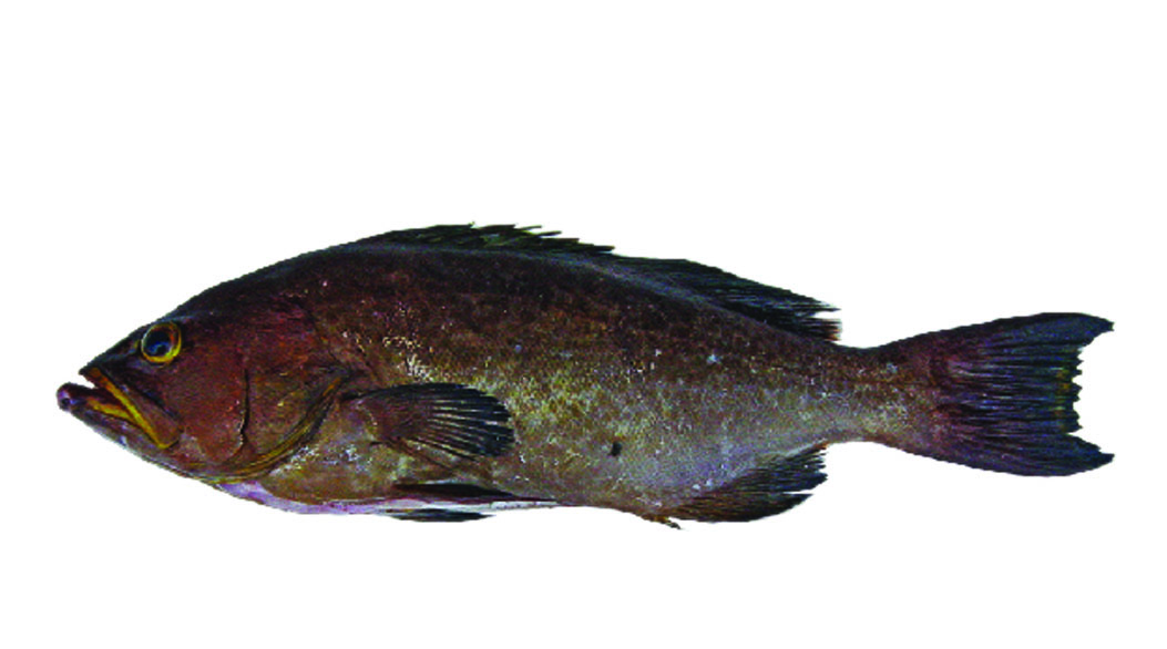 GROUPER