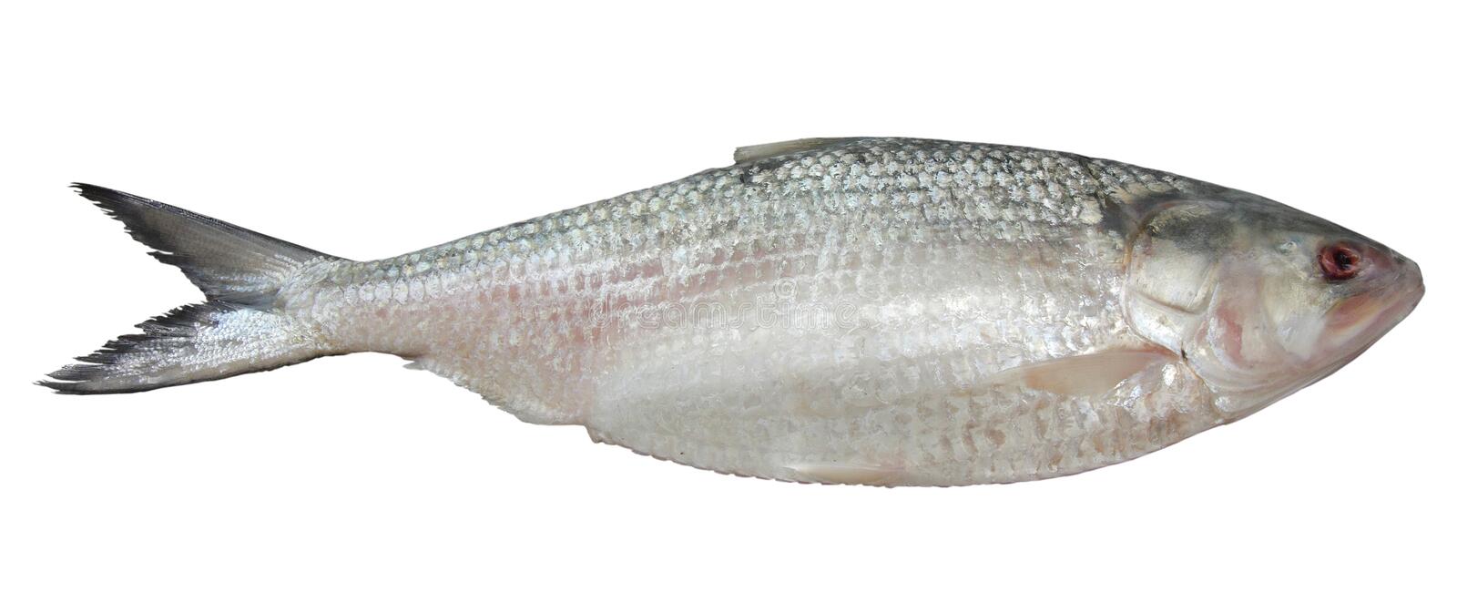 HILSA