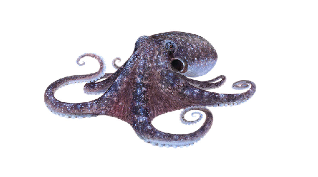 OCTOPUS