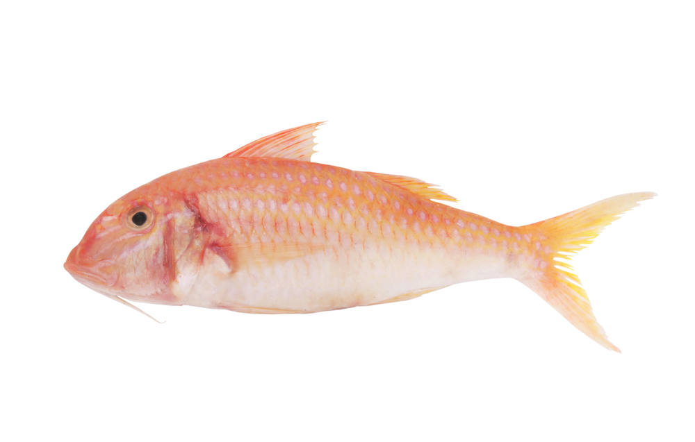 RED MULLET