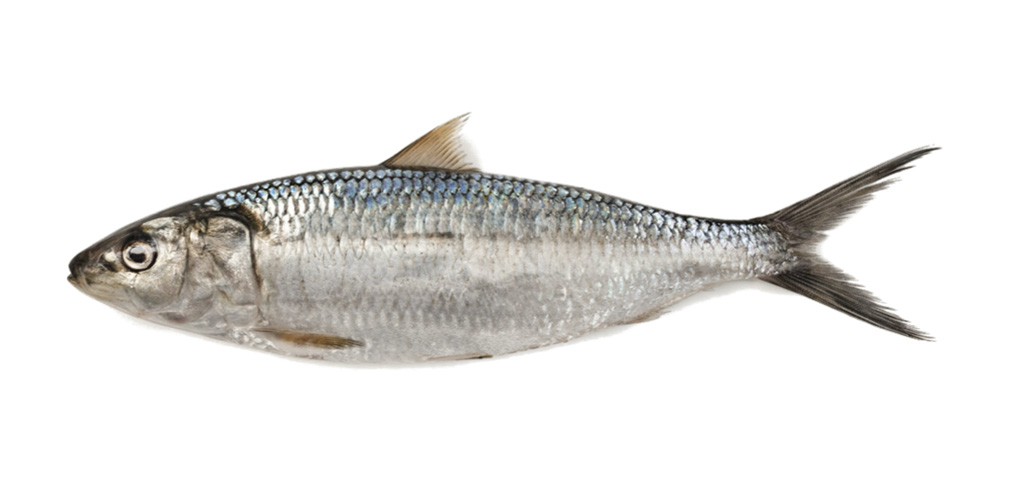 SARDINE