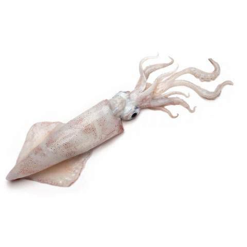 SQUID