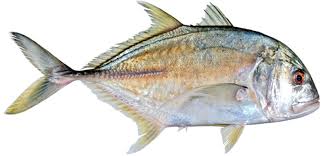 TREVALLY