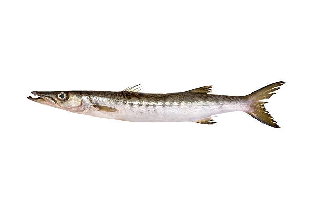 BARRACUDA