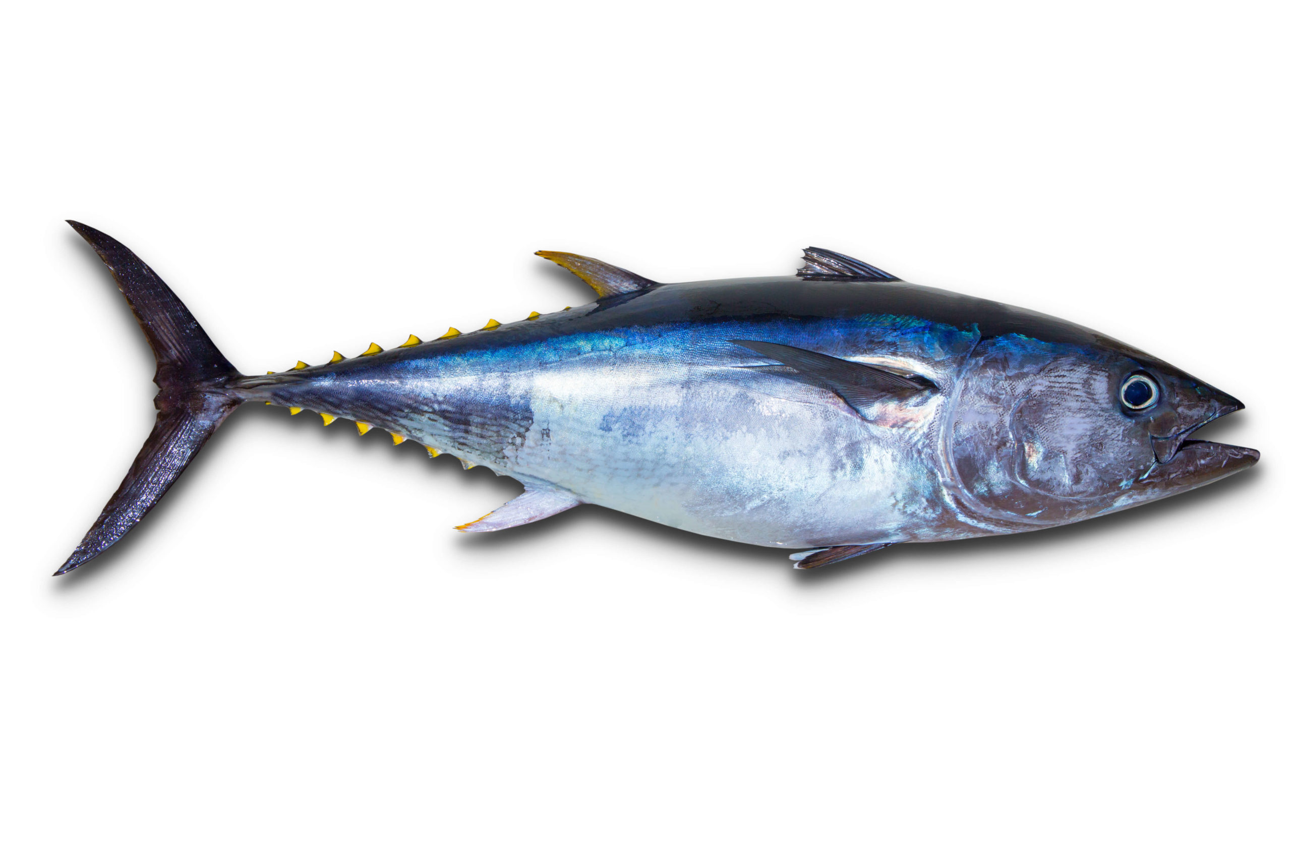 YELLOW FIN TUNA